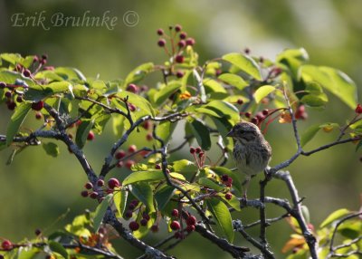 Fledgling Song Sparrow