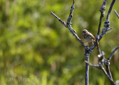 Song Sparrow up high