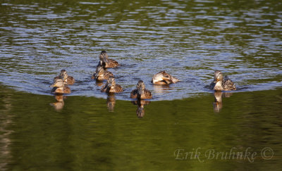 Family of Mallard swimming around... there is always that one goof :)