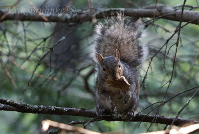 Squirrel with food!