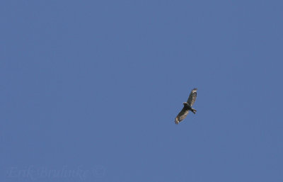 Broad-winged Hawk (juvenile)