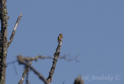 Baltimore Oriole