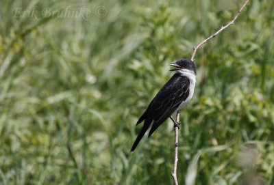 Eastern Kingbird