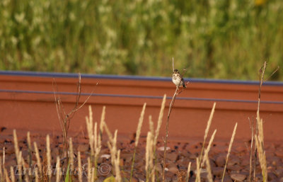 Savannah Sparrow - cute and mean stare