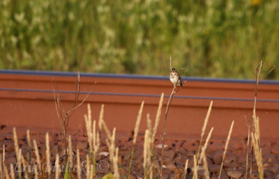 Savannah Sparrow  - cute and mean stare