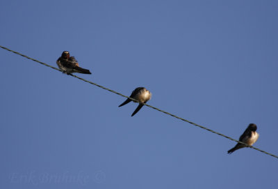 Swallows