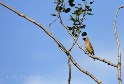 Cedar Waxwings