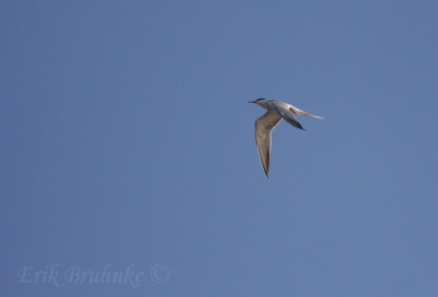 Common Tern