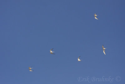 Common Terns
