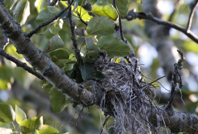 Eastern Kingbird nest - with two little tails sticking out