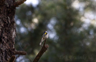 Butterbutt, singing away!