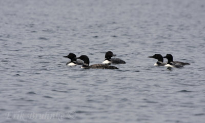 Common Loons flocking up