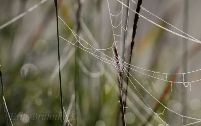 Spiderweb Dew