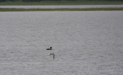 Common Loon and Forster's Tern