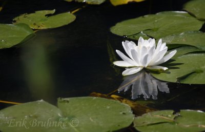 Itasca Flower