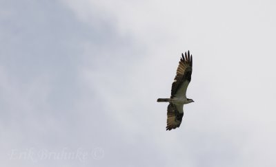 Osprey