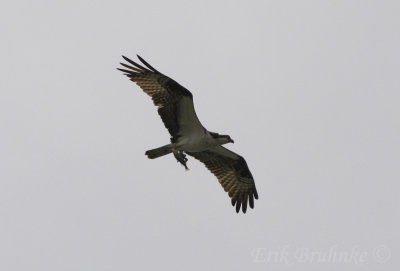 Osprey with a yummy meal