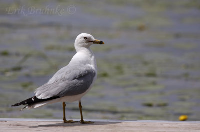 Ring-billed Gull