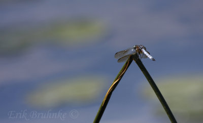 Blue Darter