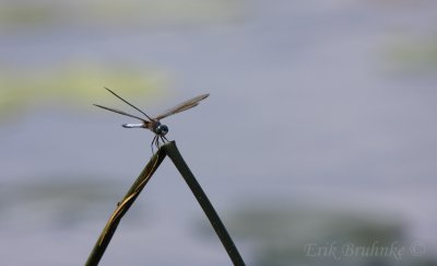 Blue Darter