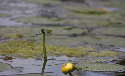 Blue Darter