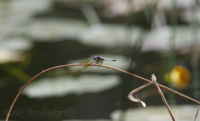 Blue Darter