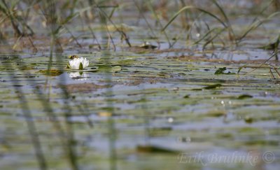 Lily Flower