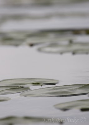 Lily Pads