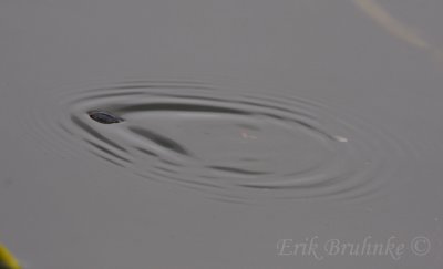 Insect striding around the water surface