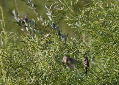 Clay-colored Sparrows! Can you find all four?