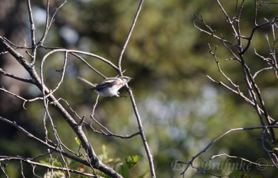 Chesnut-sided Warbler
