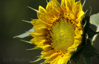 Sunflower - I'm thinking a little bird planted this one!