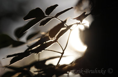 Sun Bbeams through vegetation