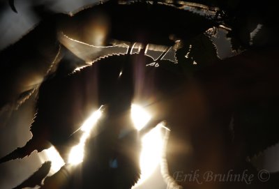 Glisten of light
