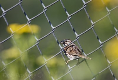 Song Sparrow with food for the young!