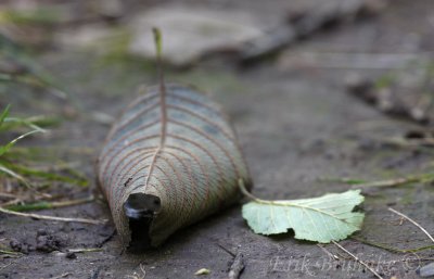 Leaves, with a little busy ant