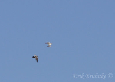 Peregrine Falcons by Canal Park... we might see these guys up at the ridge!