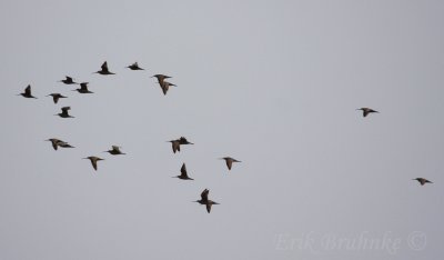 21 Marbled Godwit