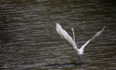 Great Egret