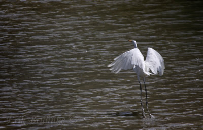 Great Egret