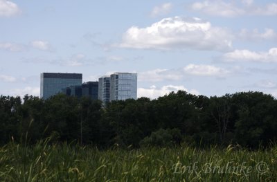 Buildings just beyond the marsh