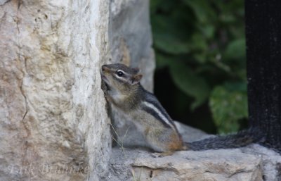 This chipmunk was locking the rocky ledges... must have been some good minerals in there!