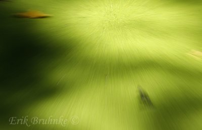 Zooming in on the duckweed