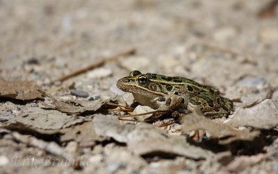 Leopard Frog