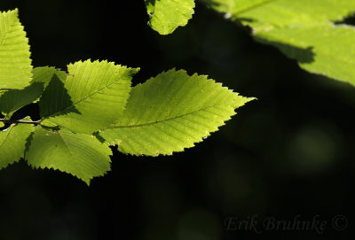 Leaves