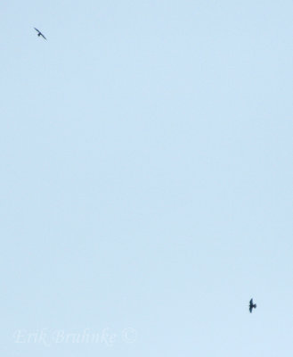 Peregrines circling over Golden Valley