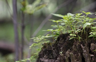 Life on the stump