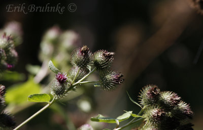 Thistle