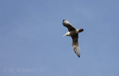 Herring Gull - my good friend Alan Contreras calls these oddly-moling gulls uuuuugly gulls :)