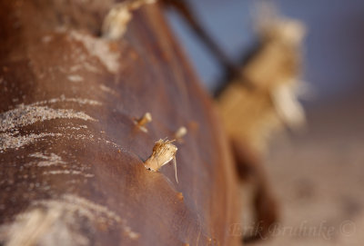 Driftwood along Lake Superior